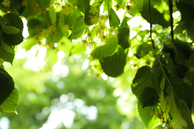 Closeup view of linden tree with fresh young green leaves and blossom outdoors on spring day