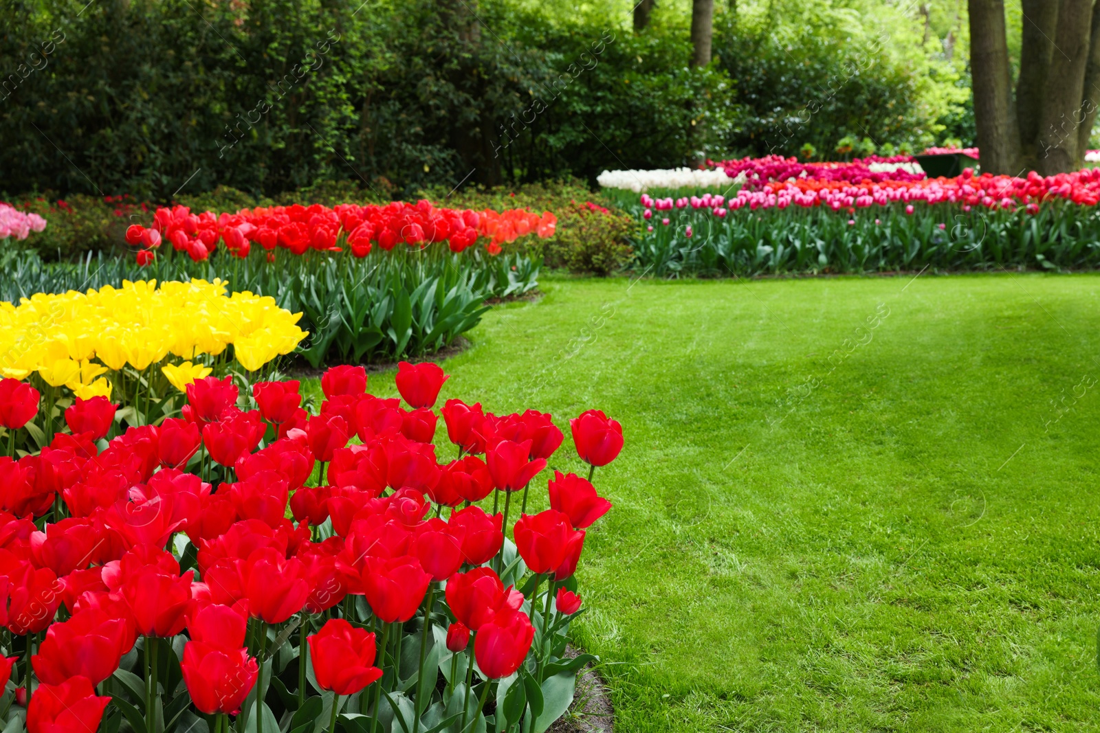 Photo of Park with variety of beautiful tulip flowers. Spring season