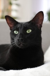 Adorable black cat with green eyes at home. Lovely pet
