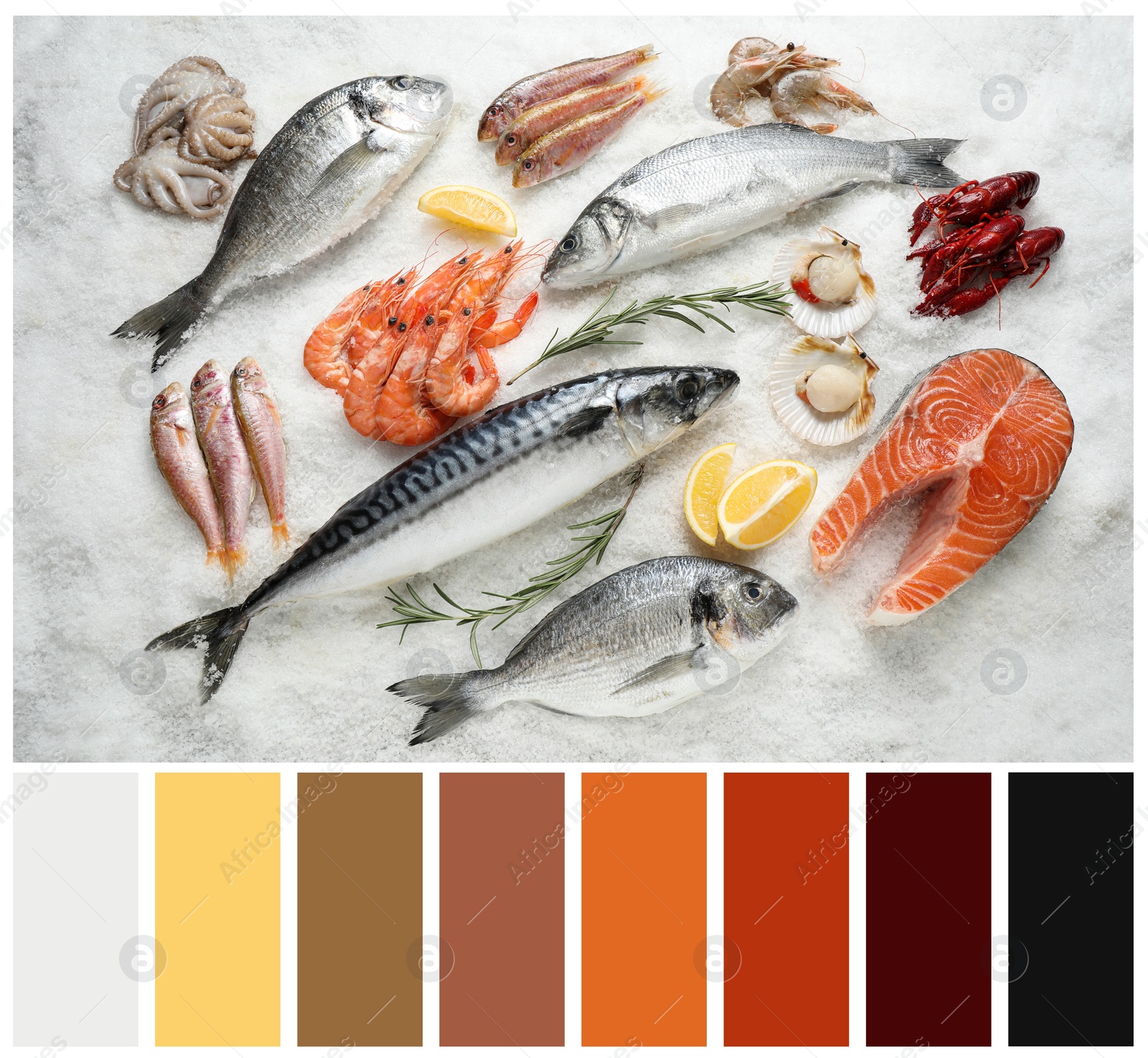 Image of Top view of fresh fish and seafood on ice and color palette. Collage