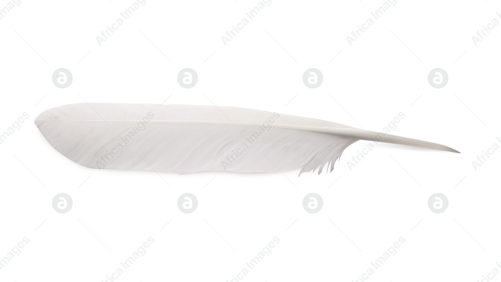 Photo of One fluffy beautiful feather isolated on white