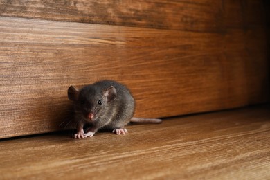 Photo of Small brown rat near wooden wall on floor. Space for text