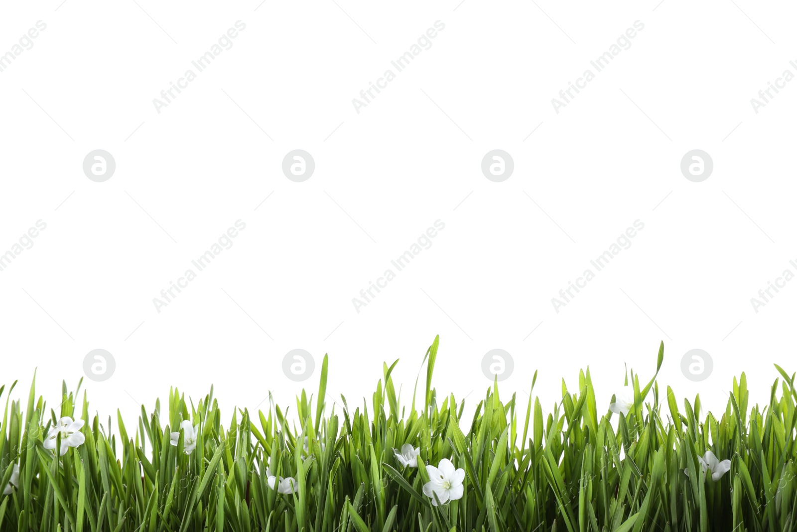 Photo of Fresh green grass and little flowers isolated on white. Spring season