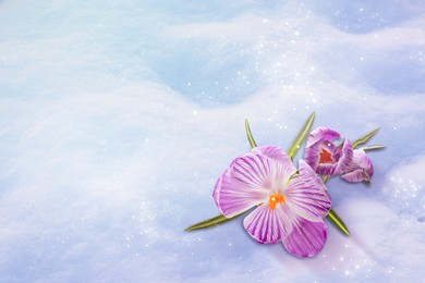 Beautiful spring crocus flowers growing through snow outdoors, space for text
