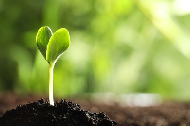 Photo of Young vegetable seedling growing in soil outdoors, space for text