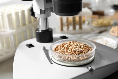 Photo of Petri dish with wheat grains under microscope on table in laboratory