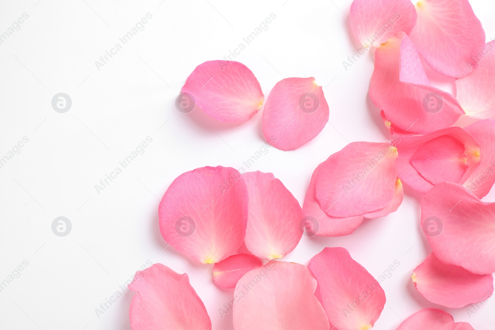 Photo of Fresh pink rose petals on white background, top view