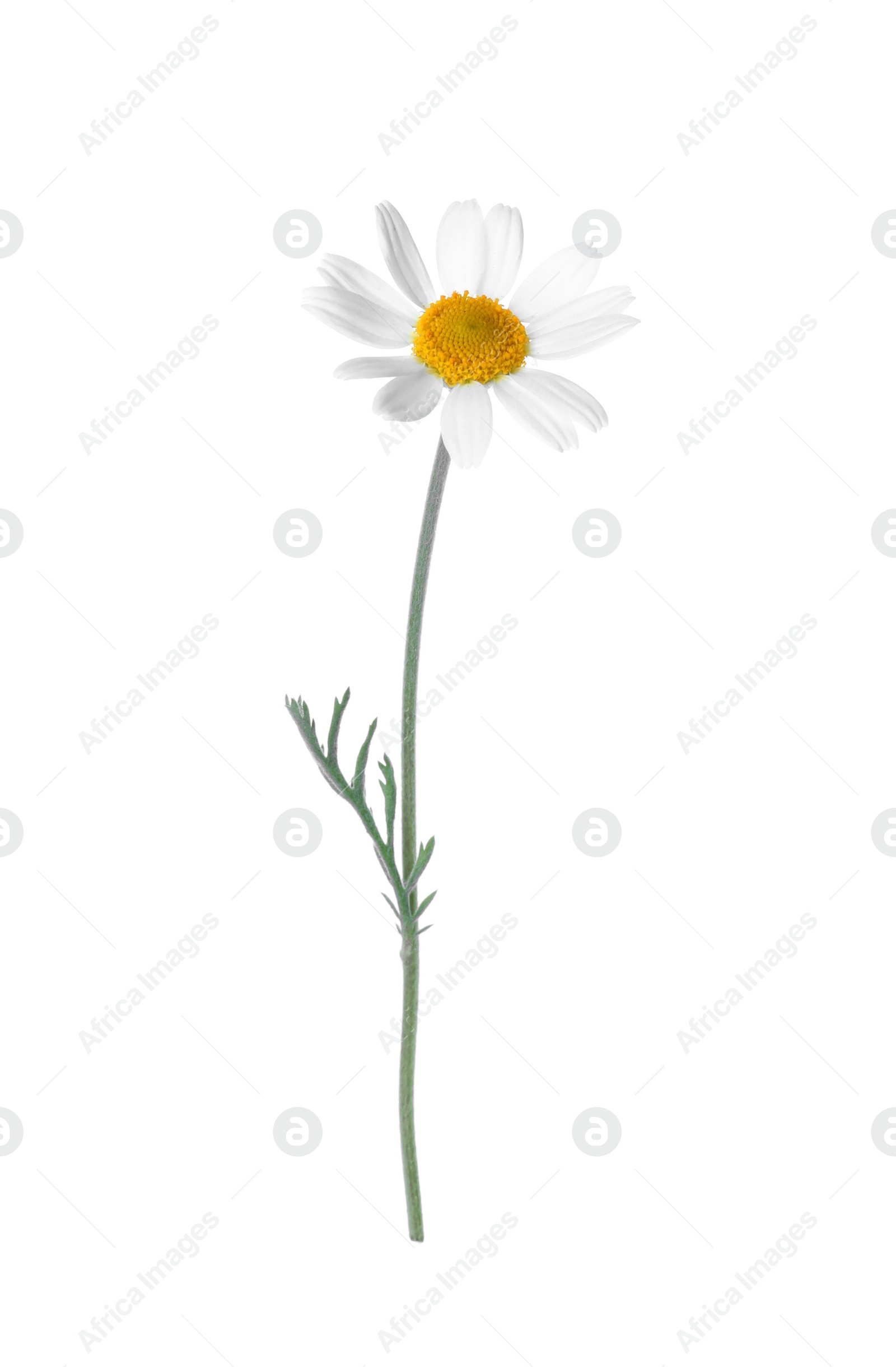 Photo of Blooming chamomile isolated on white. Beautiful flower