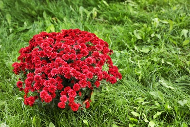 Photo of Beautiful blooming Chrysanthemum bush outdoors. Autumn flowers