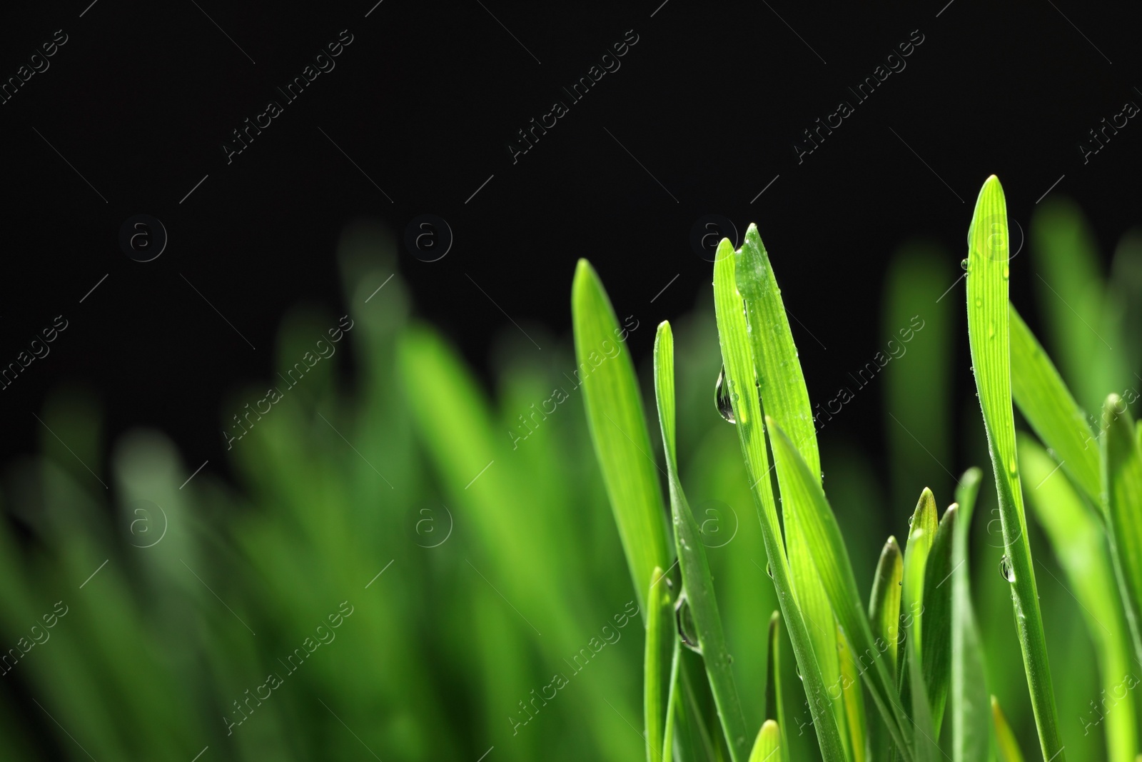 Photo of Green lush grass with water drops on blurred background, closeup