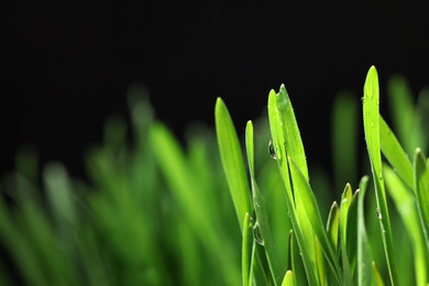 Green lush grass with water drops on blurred background, closeup