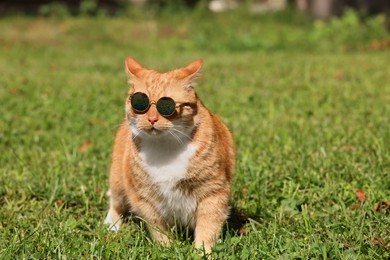 Photo of Cute ginger cat in stylish sunglasses walking on green grass outdoors