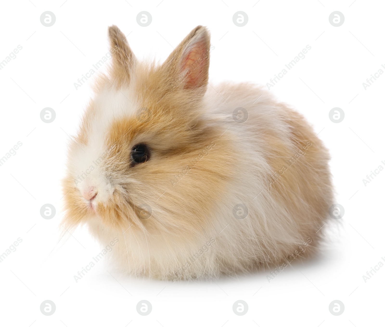 Photo of Cute fluffy pet rabbit isolated on white