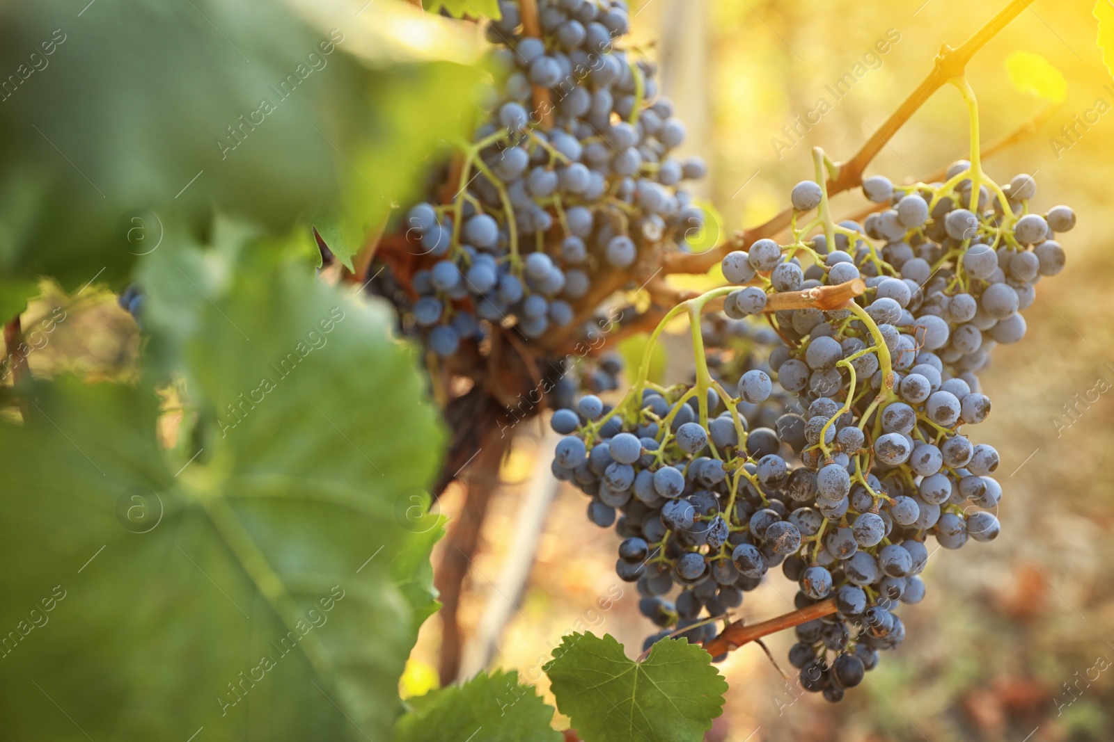 Photo of Delicious ripe grapes in vineyard. Harvest season