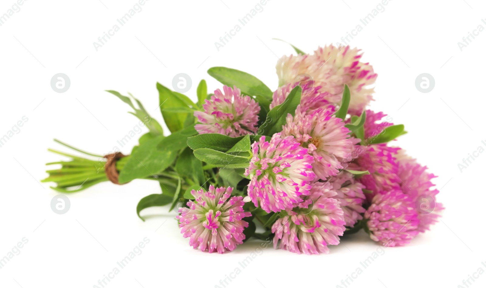 Photo of Beautiful blooming clover flowers on white background