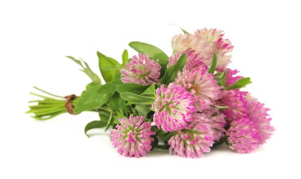 Beautiful blooming clover flowers on white background