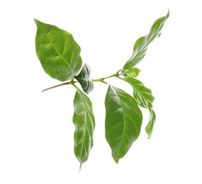 Photo of Branch of coffee plant isolated on white