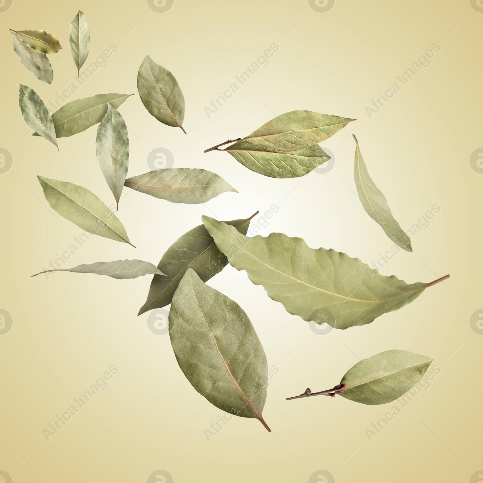 Image of Dry bay leaves falling on pale goldenrod gradient background