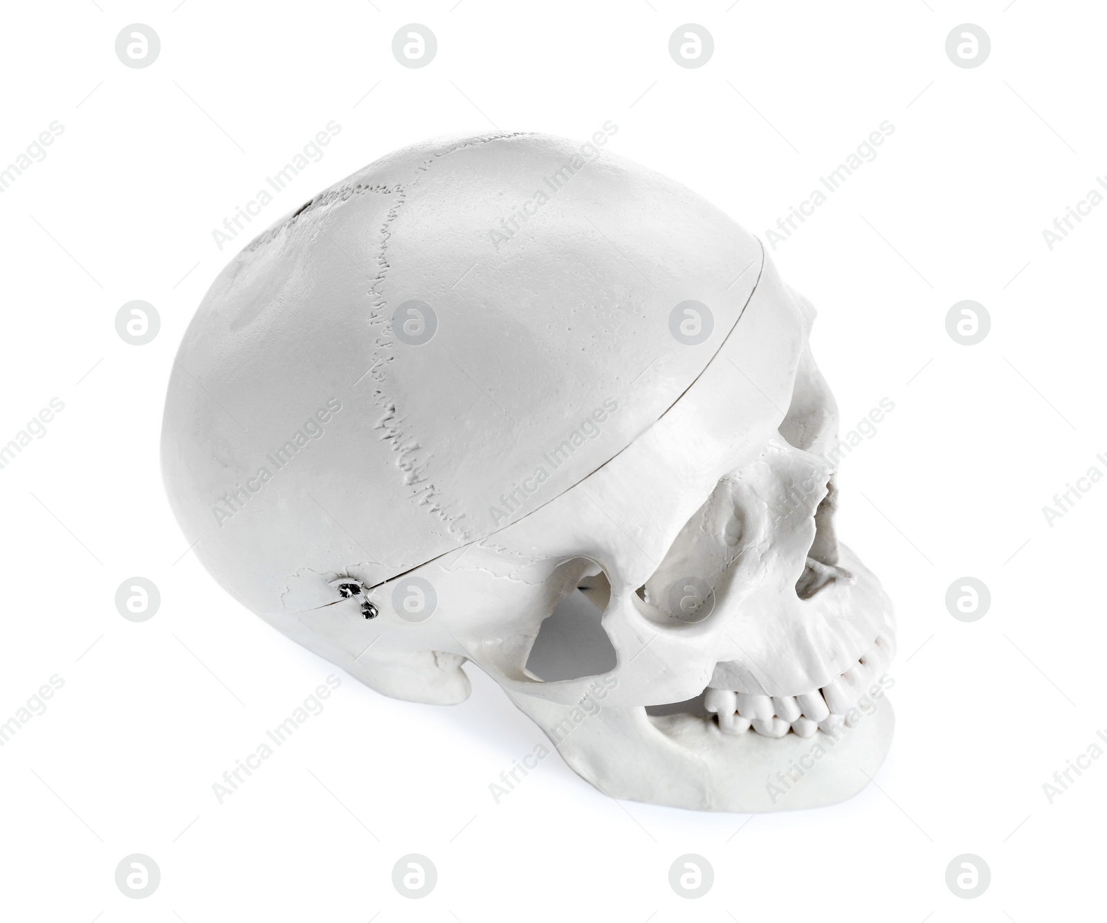 Photo of Human skull with teeth isolated on white