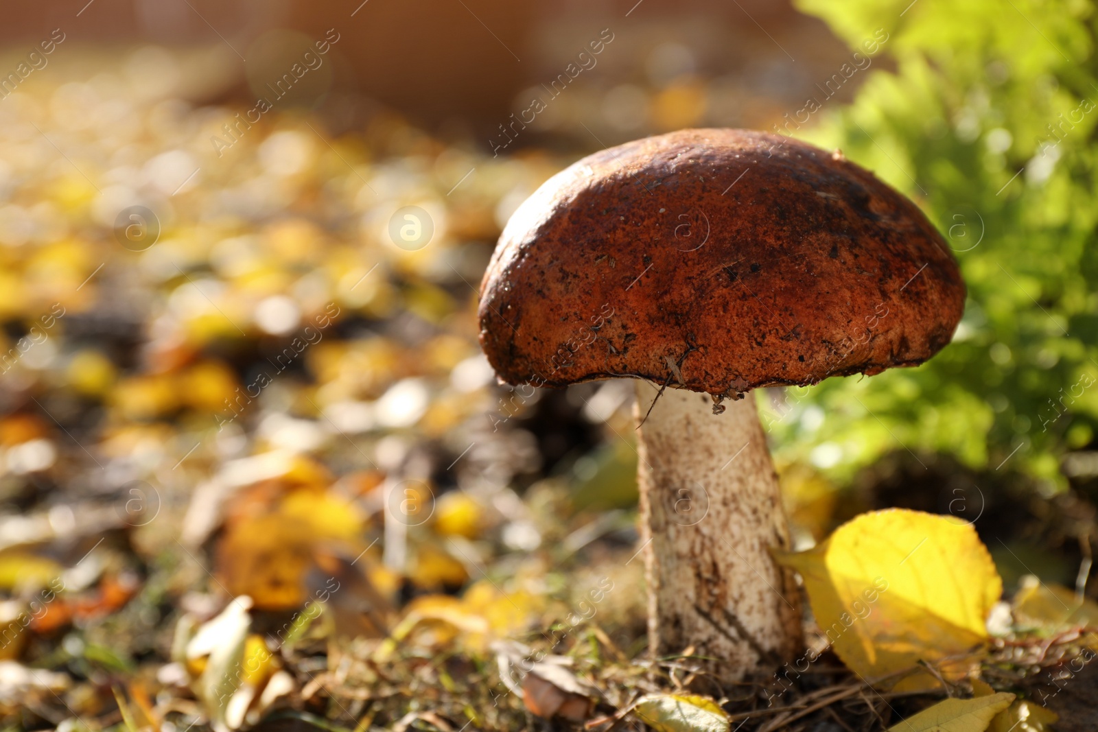 Photo of Fresh wild mushroom growing in forest, closeup view