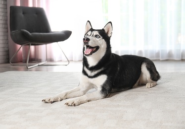 Photo of Cute funny Siberian Husky dog at home