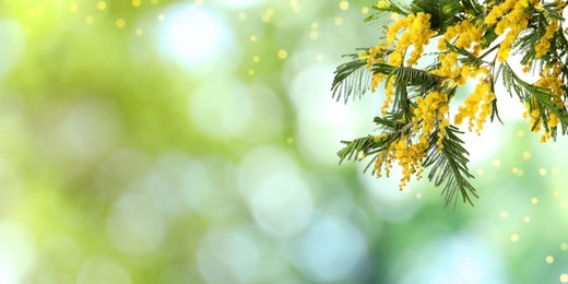 Image of Beautiful yellow mimosa flowers outdoors on sunny day, space for text. Banner design