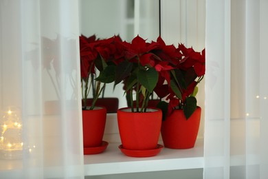 Photo of Potted poinsettias on windowsill in room. Christmas traditional flower