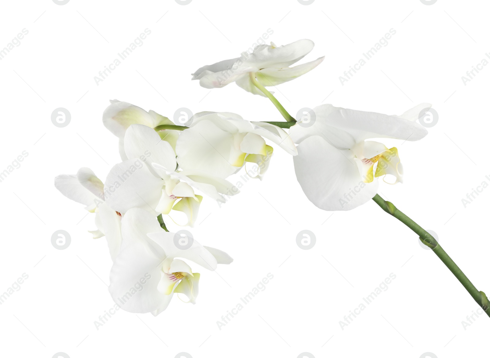 Photo of Branch with beautiful orchid flowers isolated on white