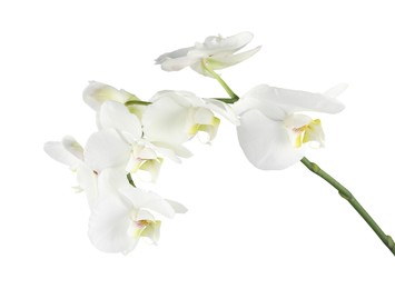 Photo of Branch with beautiful orchid flowers isolated on white