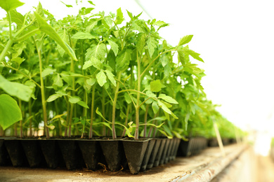 Photo of Many green tomato plants in seedling tray on table