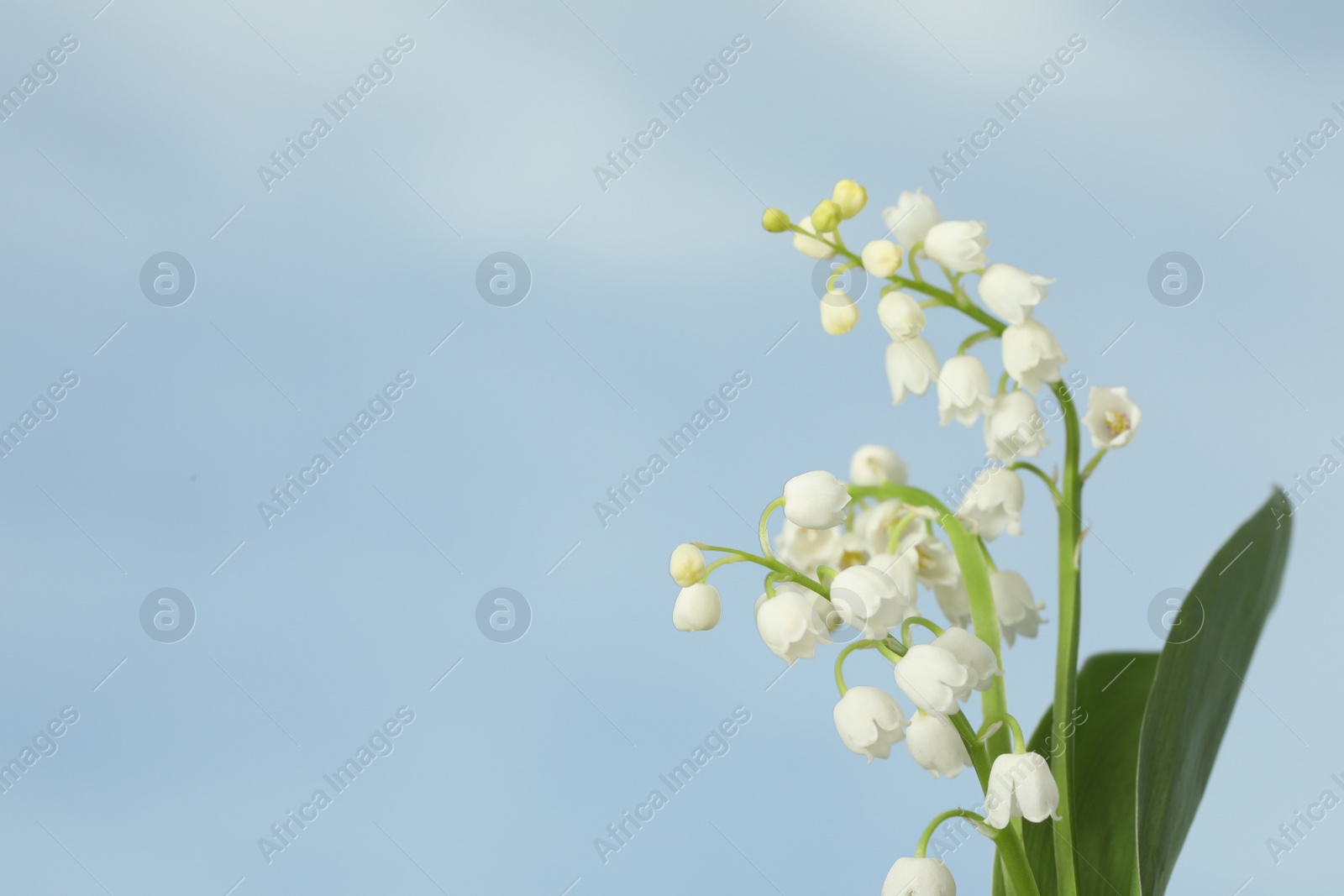 Photo of Beautiful lily of the valley flowers against blue sky, closeup. Space for text