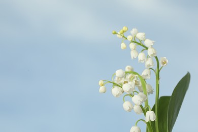 Beautiful lily of the valley flowers against blue sky, closeup. Space for text