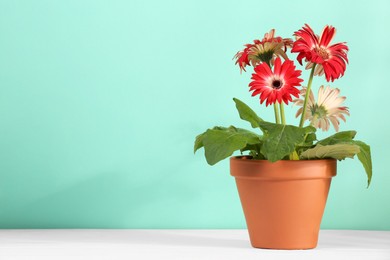 Photo of Beautiful gerbera flowers in terracotta pot on wooden table against turquoise background. Space for text