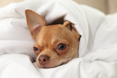 Photo of Cute Chihuahua dog under blanket at home, closeup