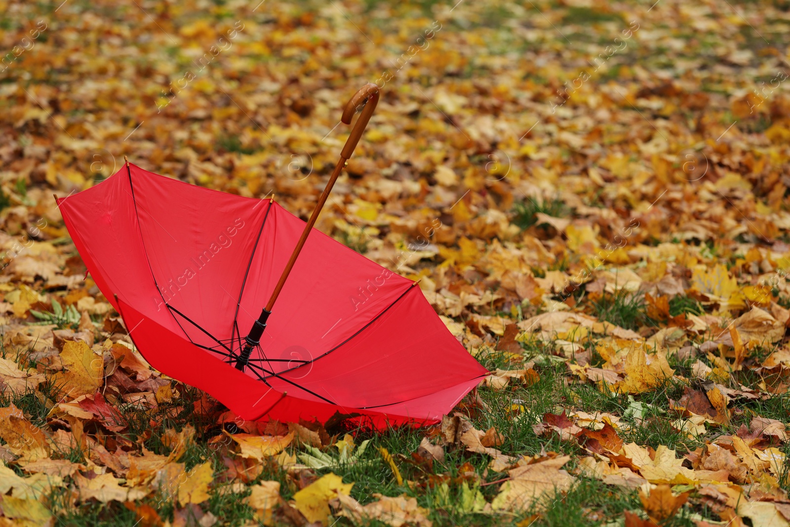 Photo of Red umbrella and fallen autumn leaves on grass in park, space for text