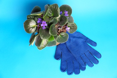 Gardening gloves and pot with beautiful houseplant on light blue background, flat lay