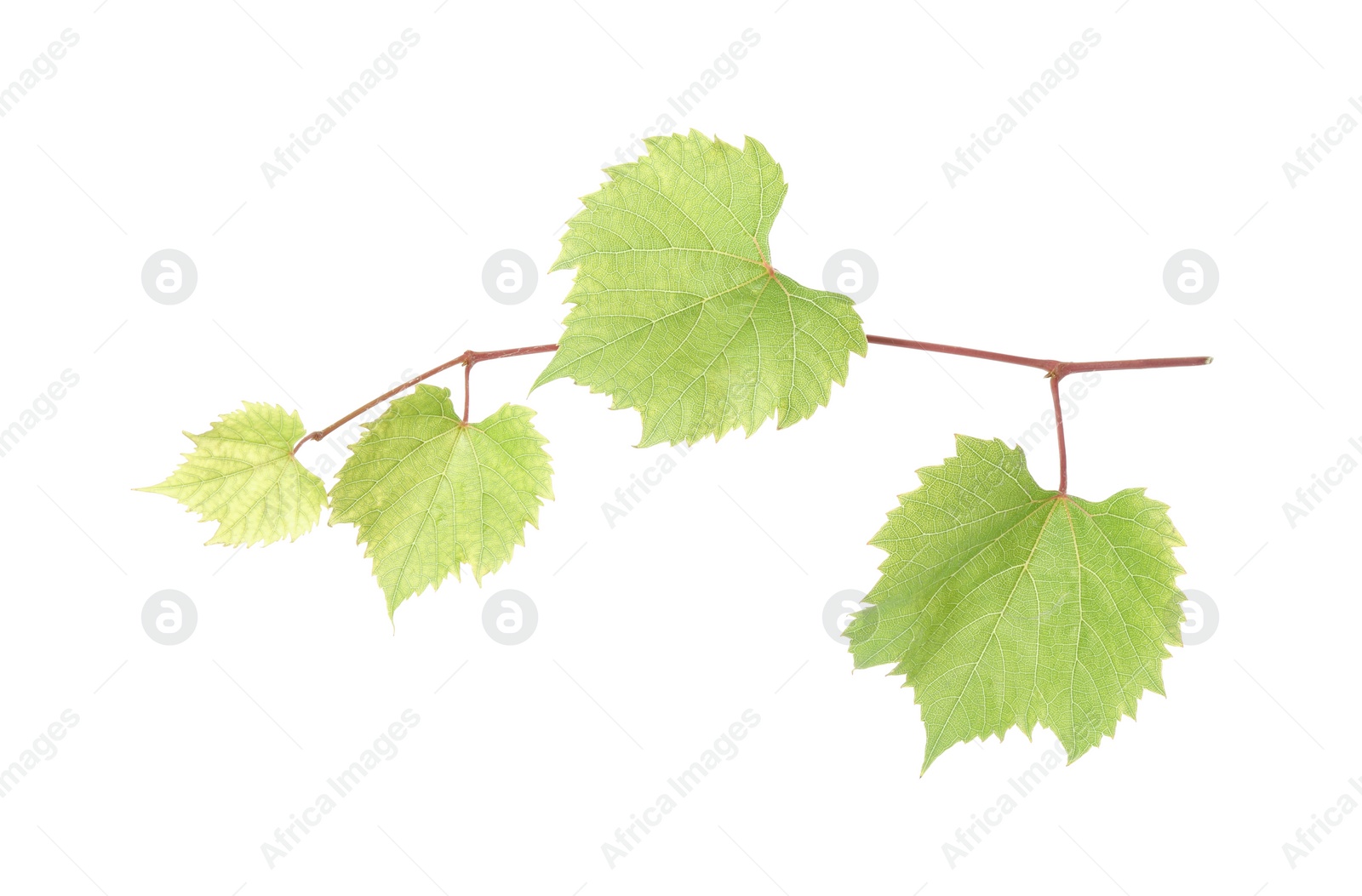 Photo of Grape vine with leaves isolated on white