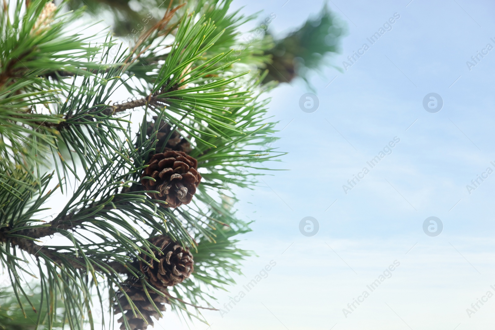 Photo of Green branch of beautiful pine tree with cones against sky, closeup. Space for text