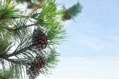 Green branch of beautiful pine tree with cones against sky, closeup. Space for text