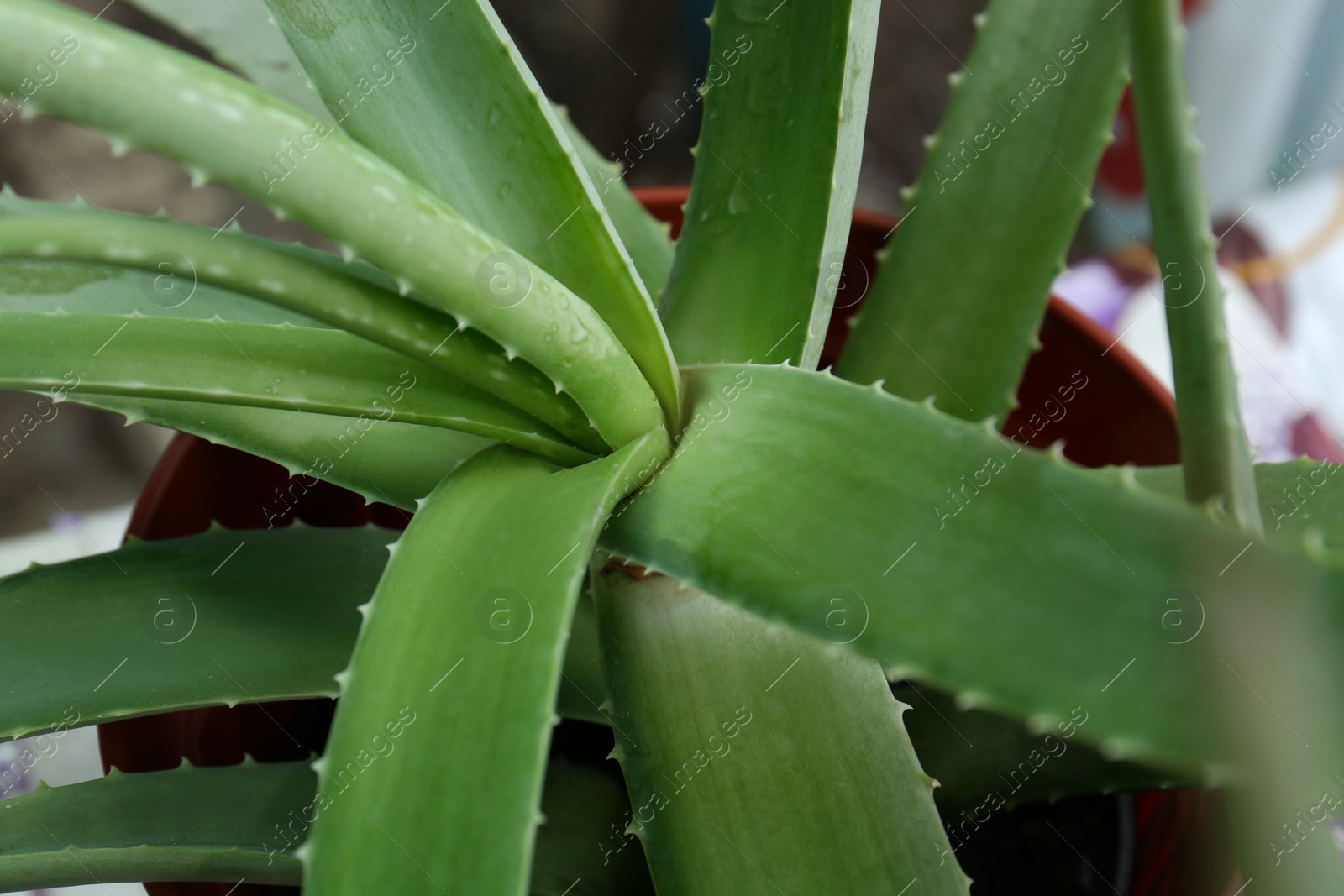 Photo of Closeup view of beautiful green aloe vera plant