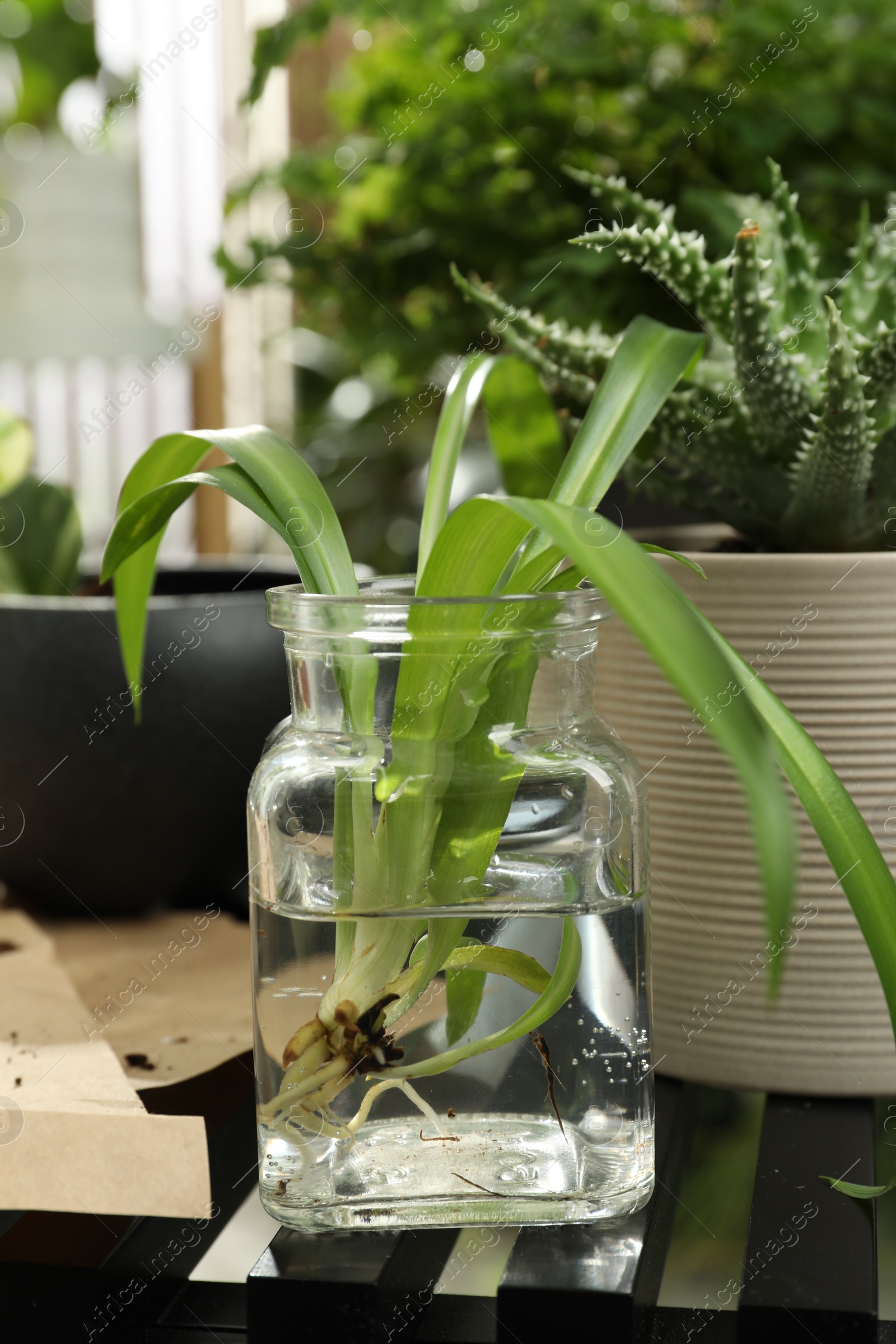 Photo of Exotic house plant in water on table