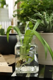 Exotic house plant in water on table