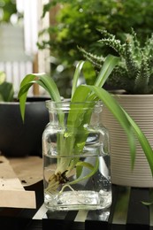 Photo of Exotic house plant in water on table