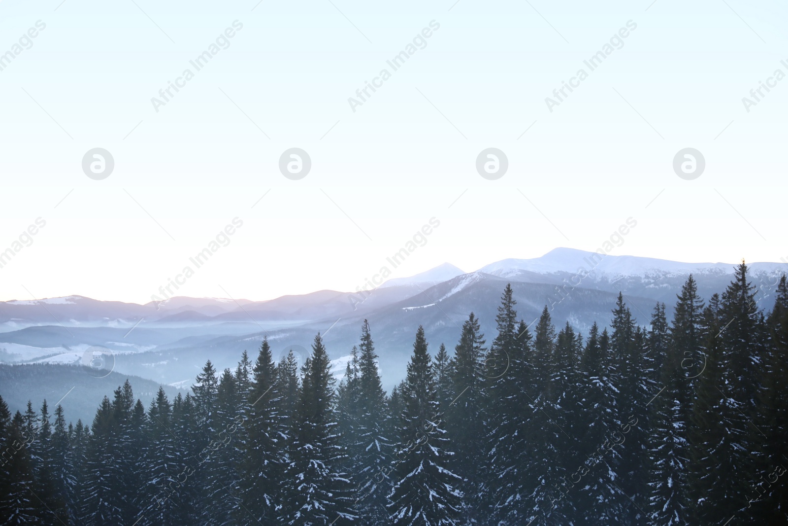 Photo of Picturesque view of conifer forest covered with snow on winter day