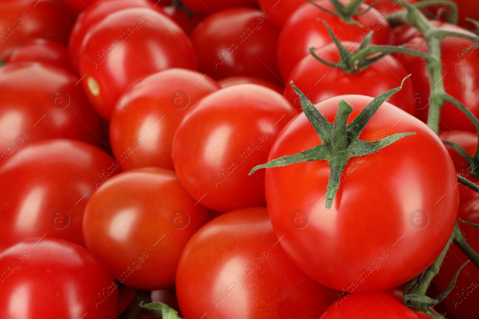 Photo of Many fresh ripe cherry tomatoes as background, closeup