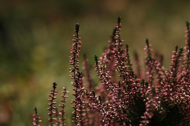 Photo of Heather shrub with beautiful flowers outdoors, closeup