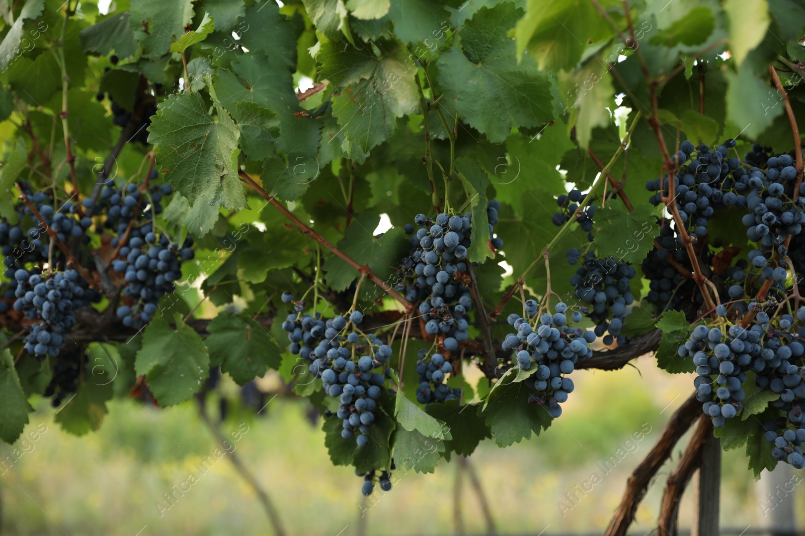 Photo of Delicious ripe grapes in vineyard. Harvest season