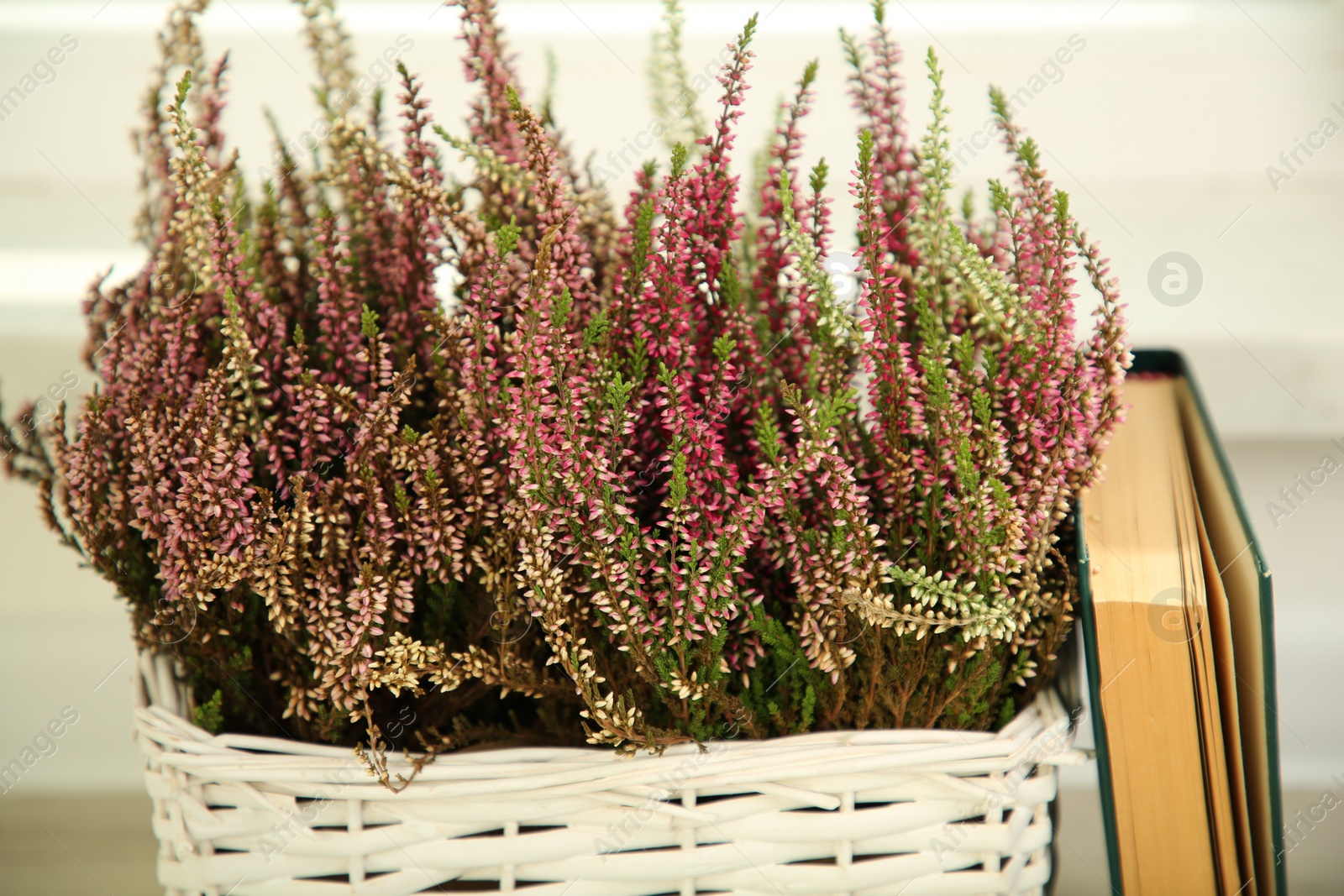 Photo of Beautiful heather flowers in wicker basket and book against light background, closeup