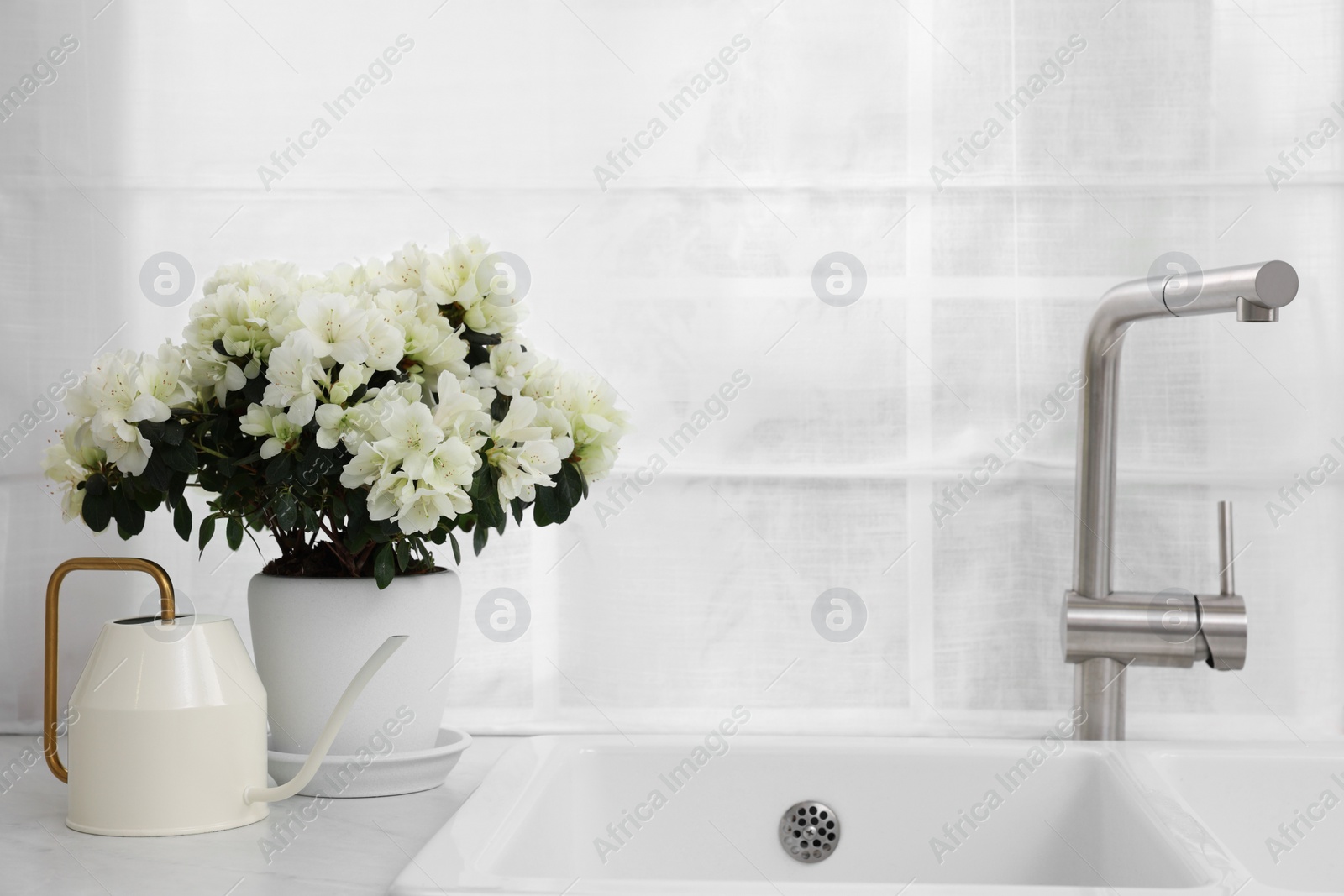 Photo of Pot with beautiful azalea flowers and watering can on white countertop in kitchen