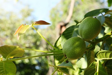 Green unripe walnuts growing on tree outdoors, closeup